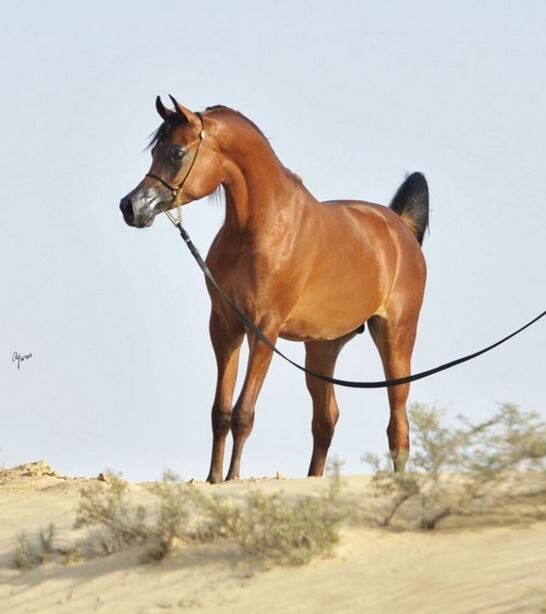 Cyclone OS, Sohn von Inspired Najla