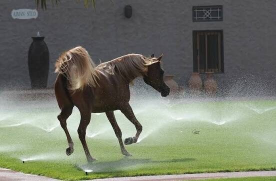 Inspired Najla bei Ajman Stud, VAE
