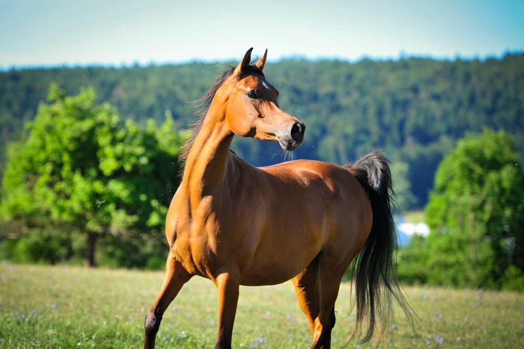 Inspired Nhalisie, Vollblutaraber Stute, geboren 2019